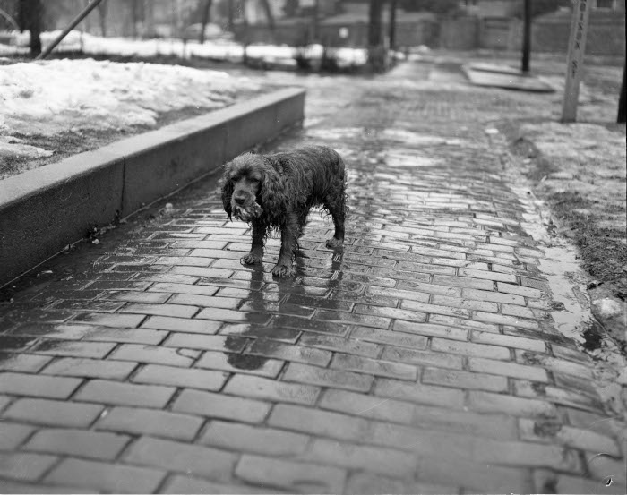 1955 black and white photograph of a wet dog in the rain.