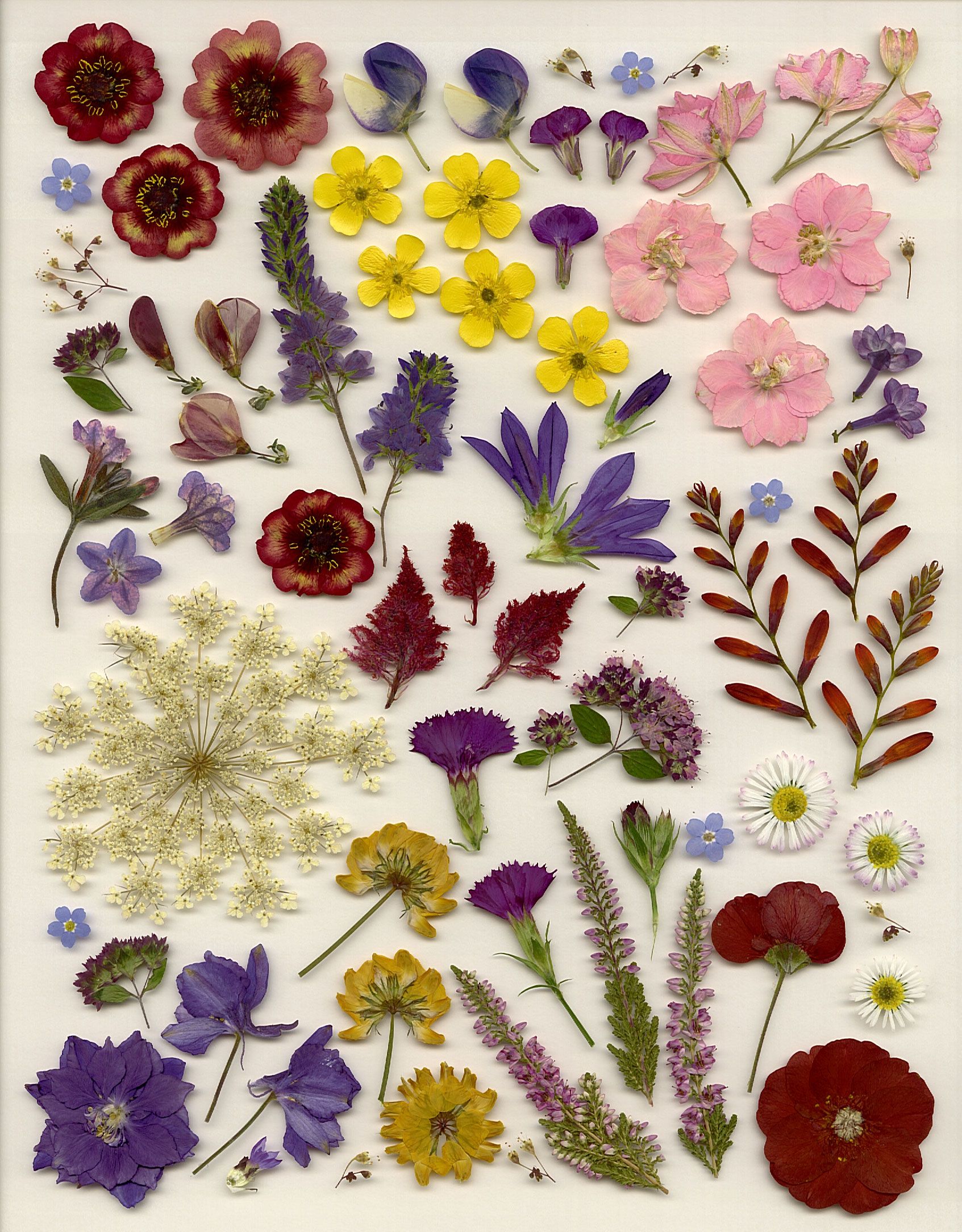 Variety of pressed flowers