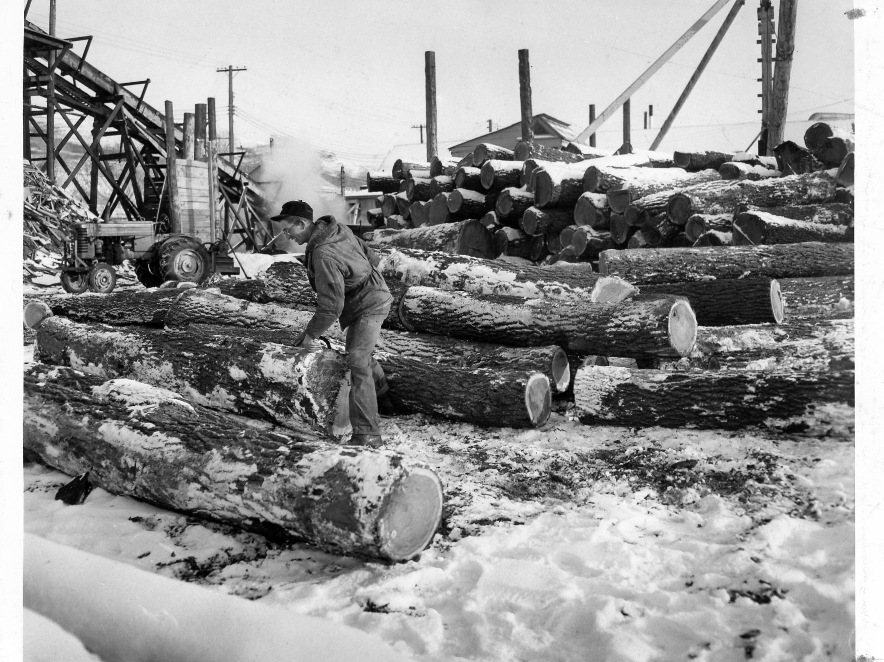 A photo of a worker measuring logs in the Midwest Walnut Company lumberyard