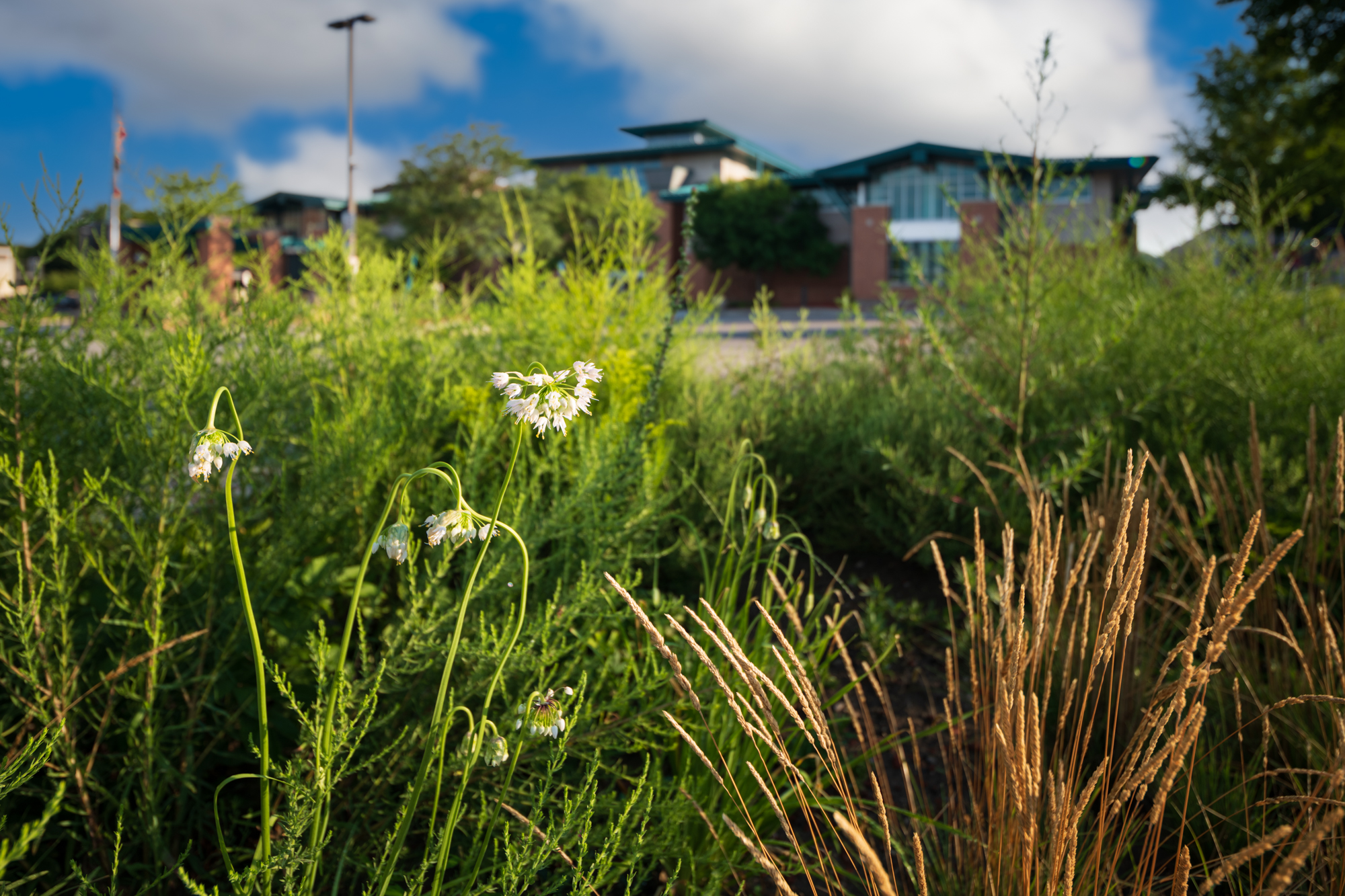 Micro prairie at the Library1