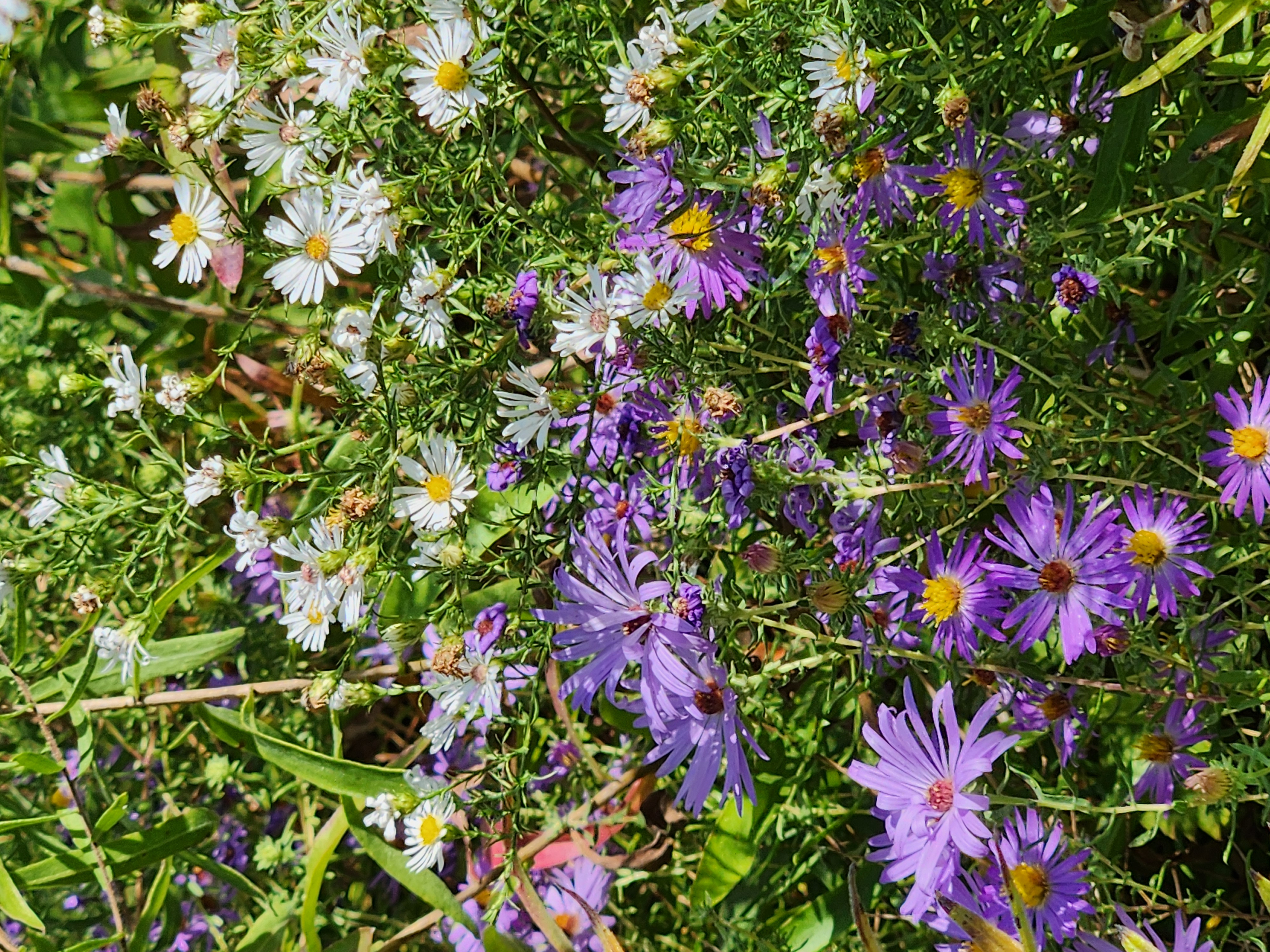 Asters blooming in the Micro Prairie.