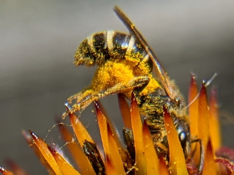 Bee gathering pollen.
