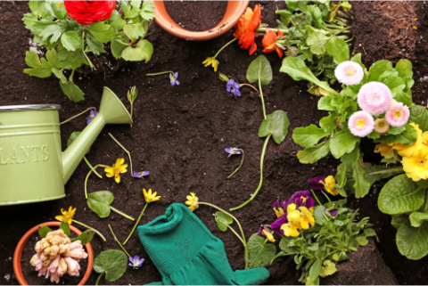 flowers in ground with a planter, watering can, and gardening gloves 