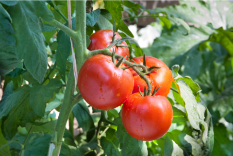 red tomatoes on vine