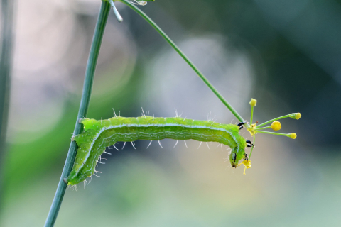 Green caterpillar eating a plant.