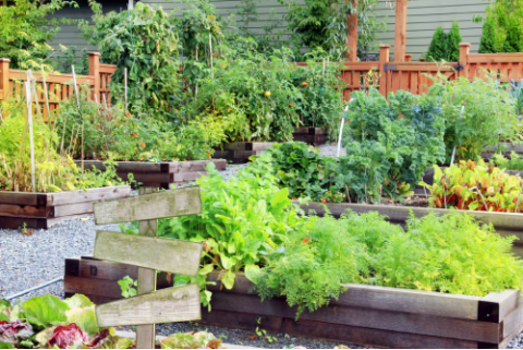 gardens in raised beds with green vegetation 