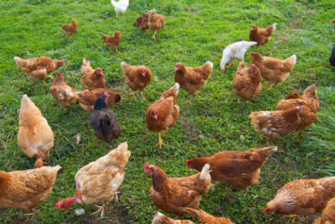 multiple chickens in a green yard pecking ground 