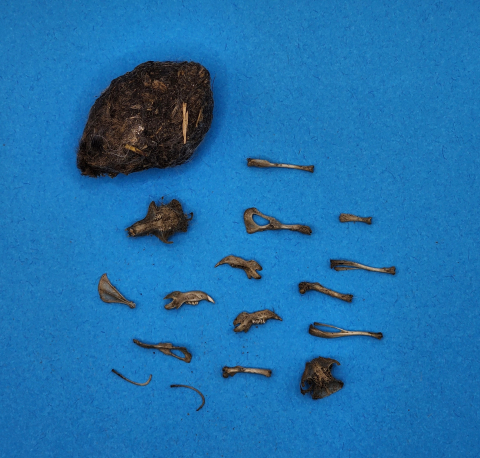 Owl pellet and critter bones.