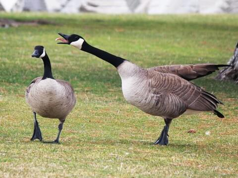 Two Canadian geese in the grass.